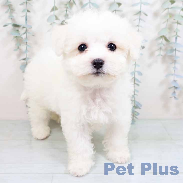 ビション・フリーゼ