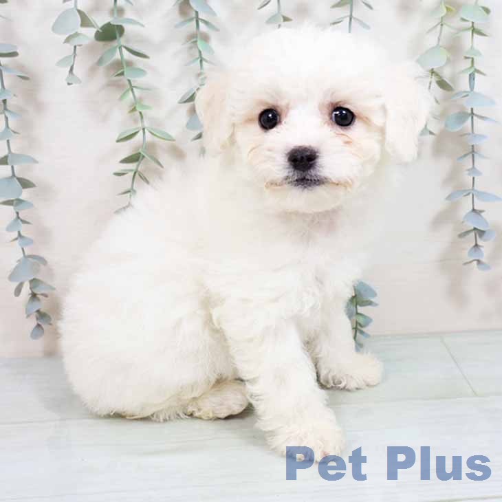 大阪府のビションフリーゼ (ペットプラス りんくう泉南店/2026年2月9日生まれ/女の子/ホワイト)の子犬