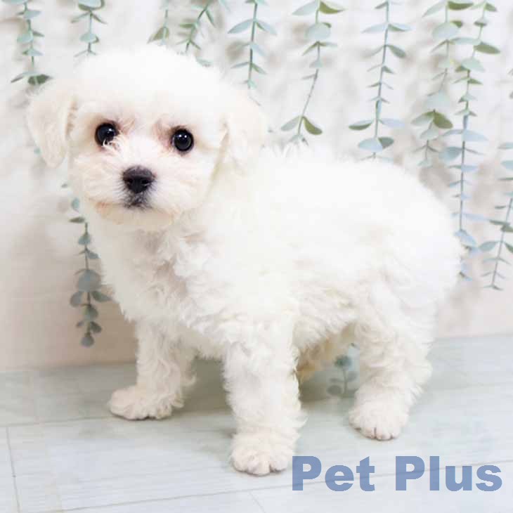 ビション・フリーゼ