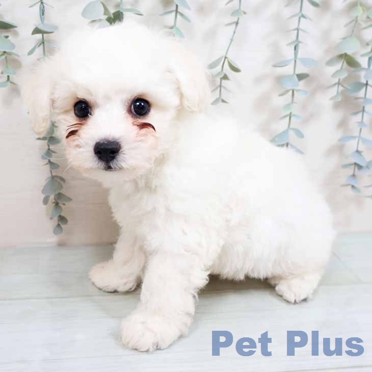 ビション・フリーゼ