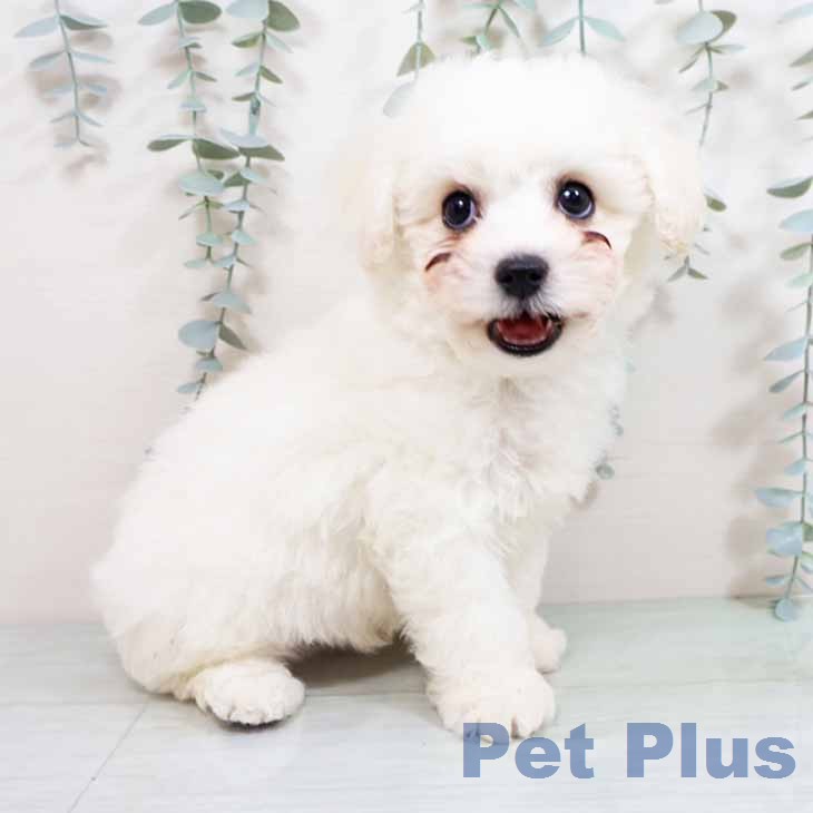 ビション・フリーゼの写真2