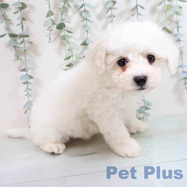 大阪府のビションフリーゼ (ペットプラス 四條畷店/2026年2月8日生まれ/男の子/ホワイト)の子犬の1枚目の画像