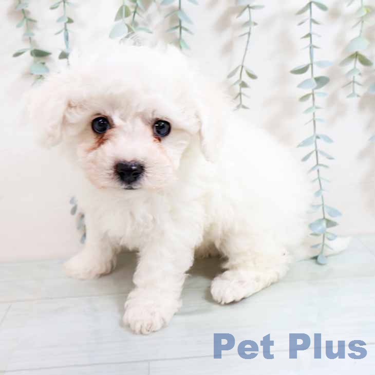 大阪府のビションフリーゼ (ペットプラス 四條畷店/2026年2月8日生まれ/男の子/ホワイト)の子犬の2枚目の画像