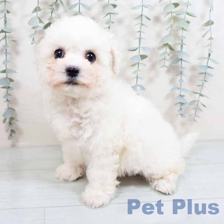 ビション・フリーゼ