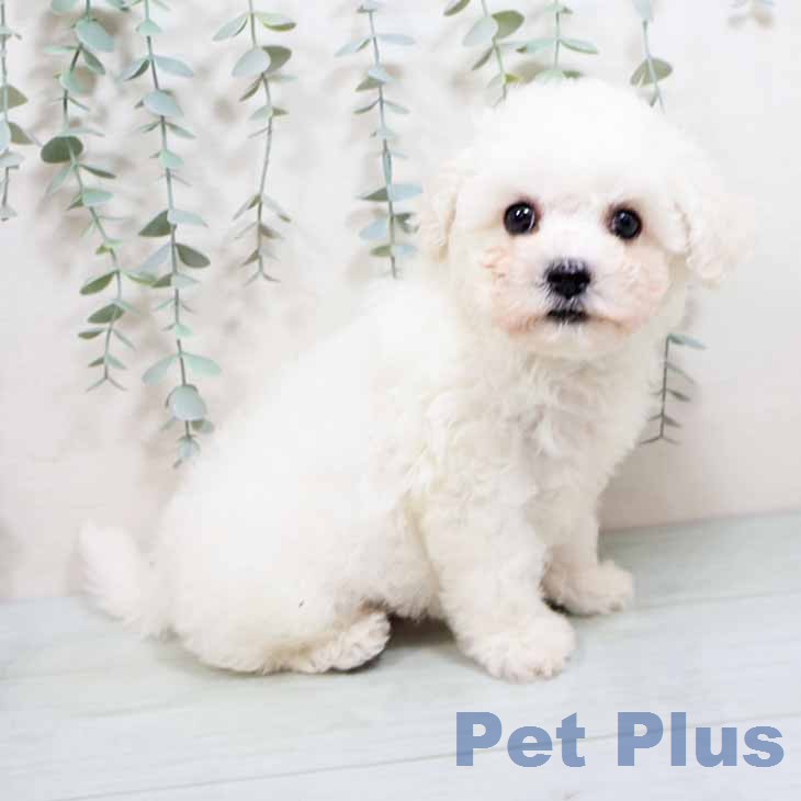 ビション・フリーゼ