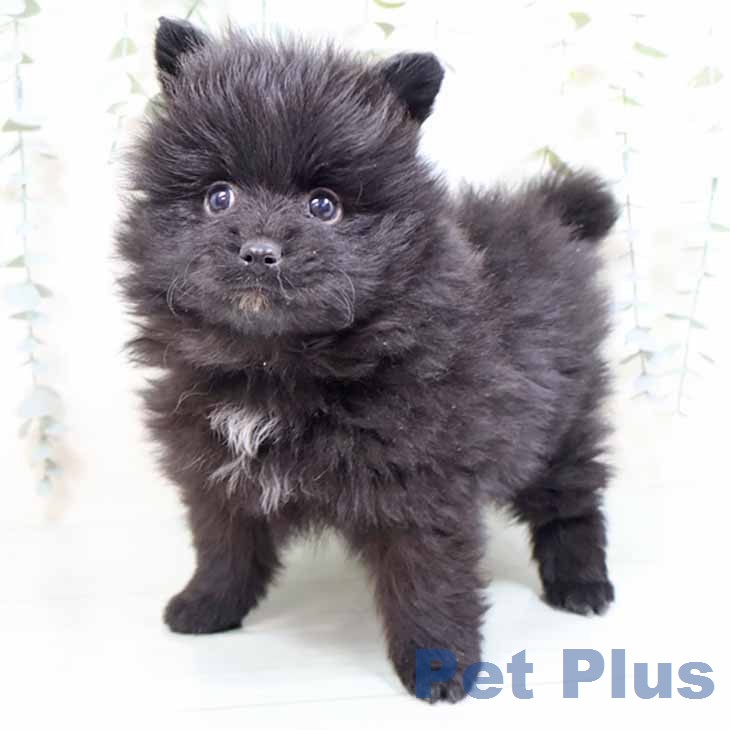 大阪府のポメラニアン (ペットプラス 松原店/2026年2月9日生まれ/男の子/ブラック)の子犬