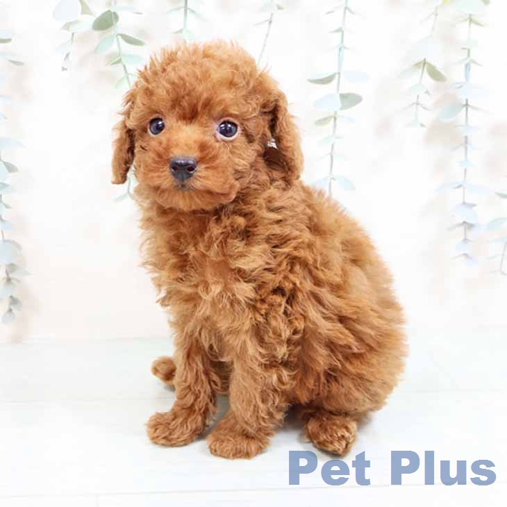 トイ・プードル