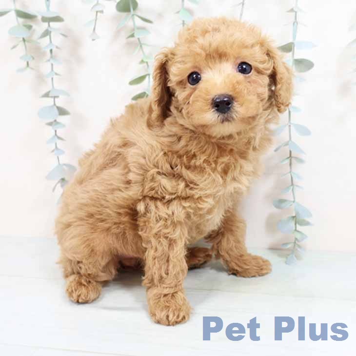 大阪府のトイプードル(トイ) (ペットプラス 大阪ドームシティ店/2026年2月9日生まれ/女の子/アプリコット)の子犬の1枚目の画像
