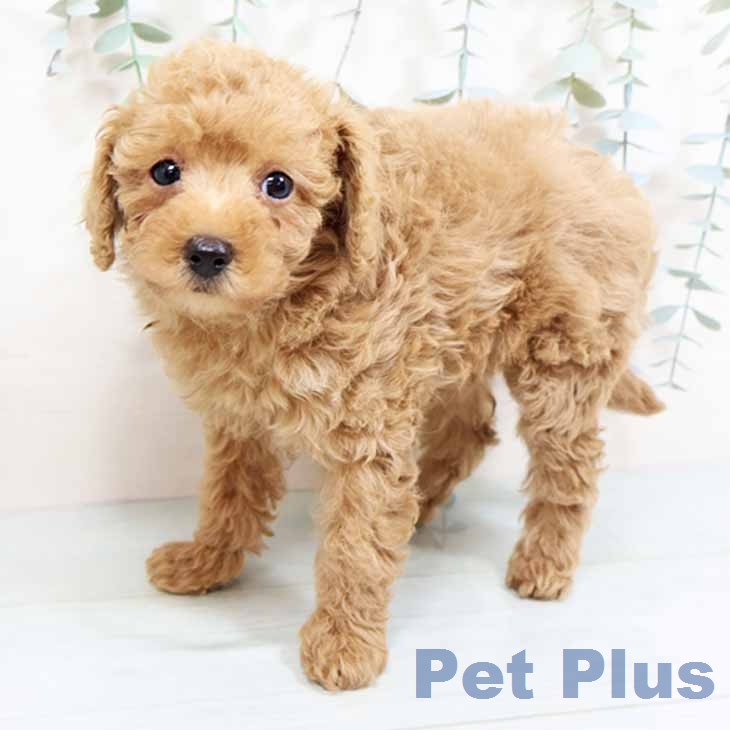 大阪府のトイプードル(トイ) (ペットプラス 大阪ドームシティ店/2026年2月9日生まれ/女の子/アプリコット)の子犬の2枚目の画像