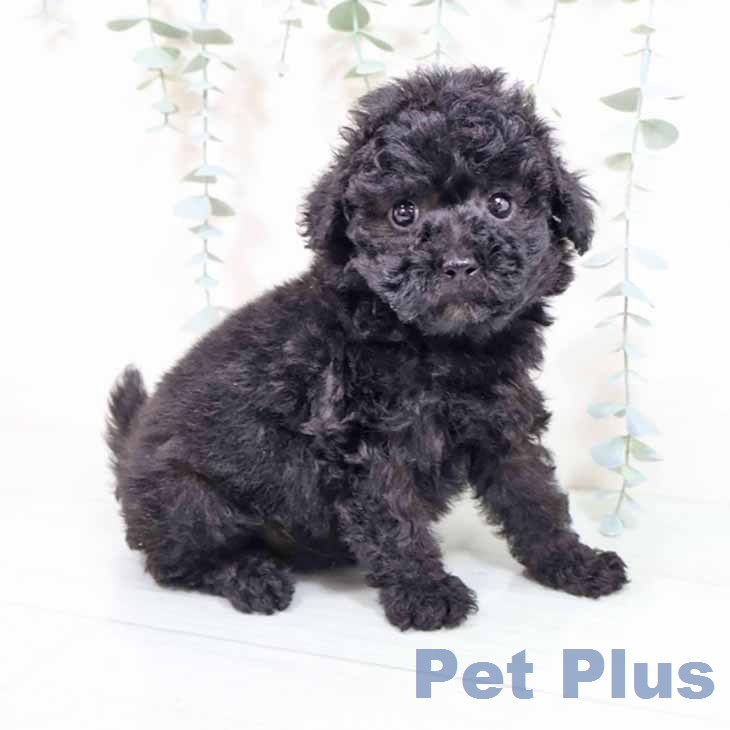 兵庫県のトイプードル(トイ) (ペットプラス 神戸三宮店/2026年2月6日生まれ/男の子/ブラック)の子犬の1枚目の画像
