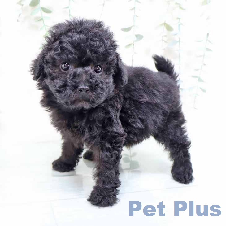 兵庫県のトイプードル(トイ) (ペットプラス 神戸三宮店/2026年2月6日生まれ/男の子/ブラック)の子犬の2枚目の画像
