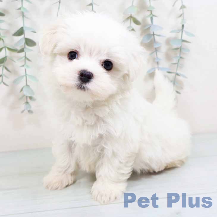 マルチーズの写真2