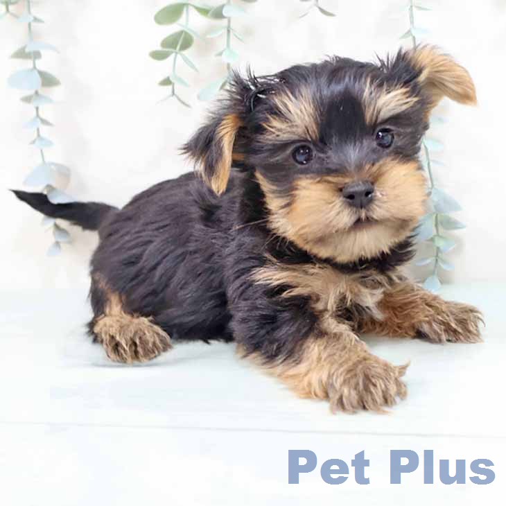 京都府のヨークシャーテリア (ペットプラス 久御山店/2026年2月8日生まれ/男の子/スチールブルータン)の子犬の1枚目の画像