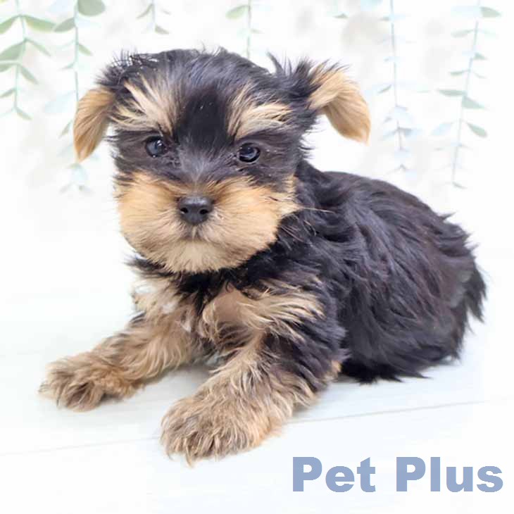 京都府のヨークシャーテリア (ペットプラス 久御山店/2026年2月8日生まれ/男の子/スチールブルータン)の子犬の2枚目の画像