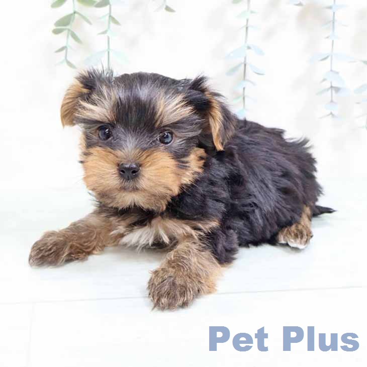 ヨークシャー・テリアの写真2