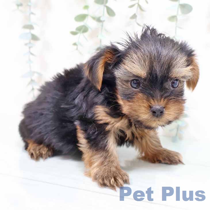 ヨークシャー・テリアの写真2