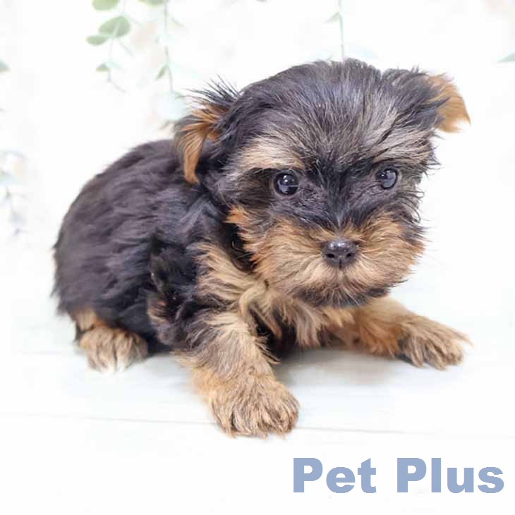 ヨークシャー・テリア