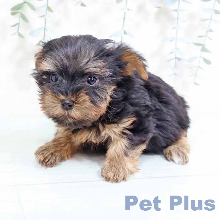 ヨークシャー・テリア