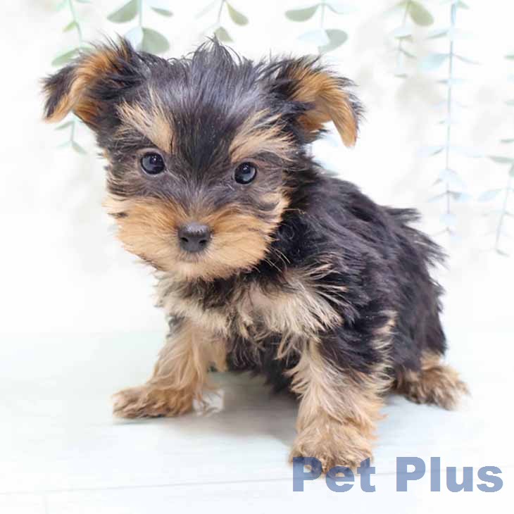 ヨークシャー・テリアの写真2