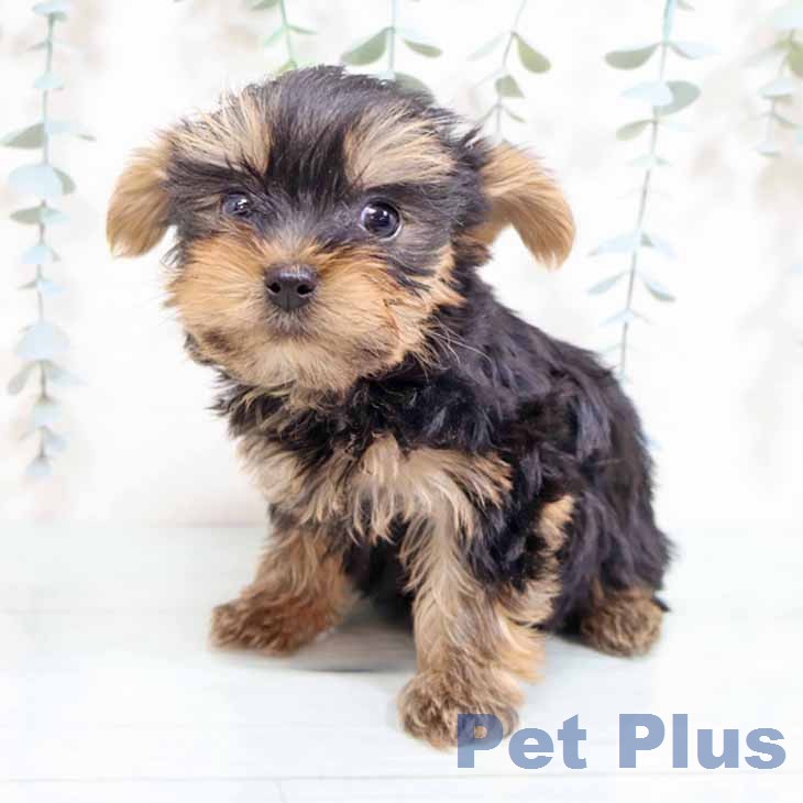 ヨークシャー・テリアの写真2