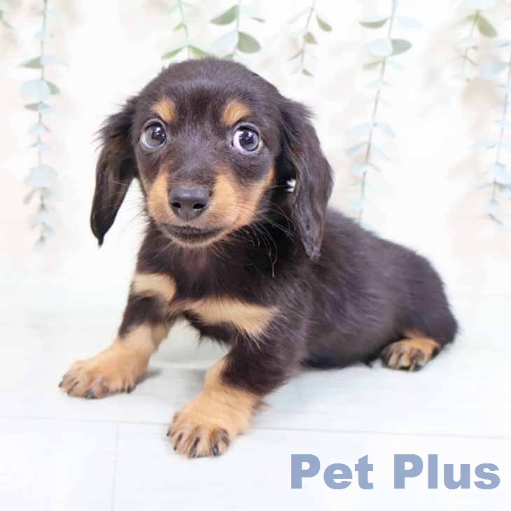 大阪府のカニンヘンダックスフンド(ロング) (ペットプラス イオン大日店/2026年2月5日生まれ/男の子/ブラックタン)の子犬