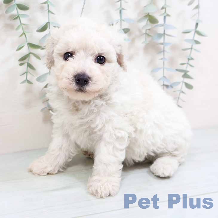 ビション・フリーゼ