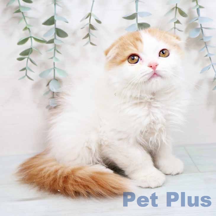 大阪府のスコティッシュフォールド (ペットプラス 大阪ドームシティ店/2026年1月31日生まれ/女の子/クリームタビーホワイト)の子猫