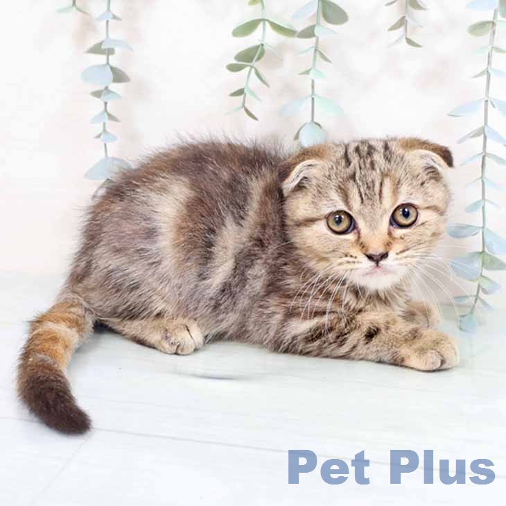 大阪府のスコティッシュフォールド (ペットプラス ららぽーと和泉店/2026年1月20日生まれ/女の子/ブラウンパッチドタビー)の子猫の1枚目の画像
