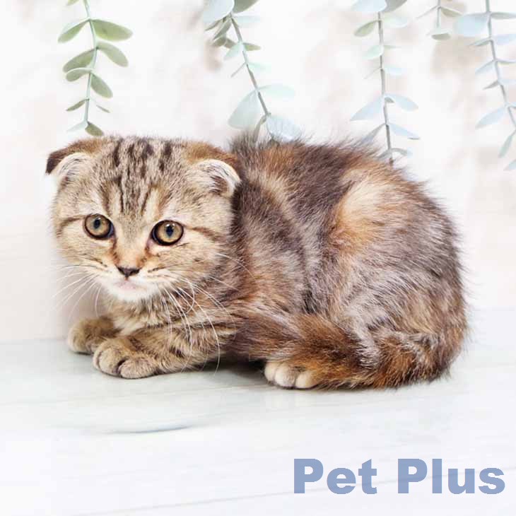 大阪府のスコティッシュフォールド (ペットプラス ららぽーと和泉店/2026年1月20日生まれ/女の子/ブラウンパッチドタビー)の子猫の2枚目の画像