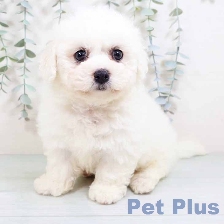 ビション・フリーゼの写真1