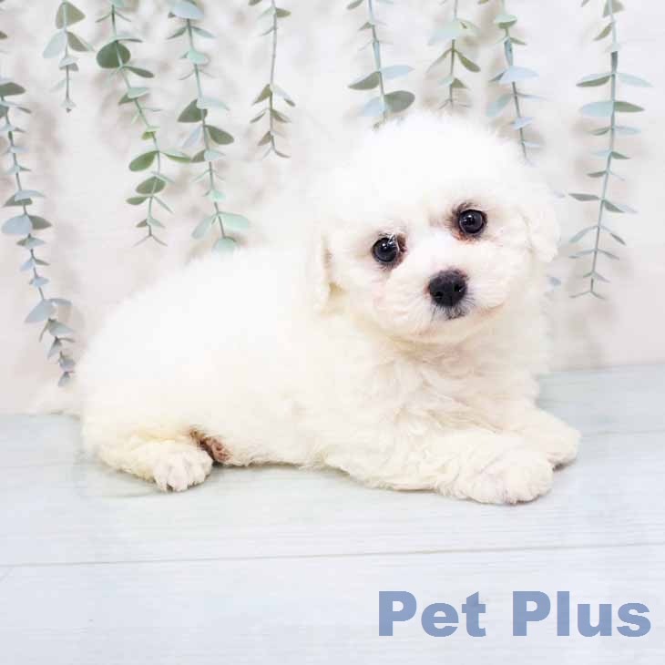 ビション・フリーゼの写真2