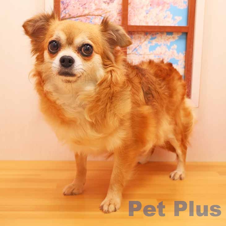 チワワ③ チワワの詳細情報 | PetPlus パートナードッグ&キャット