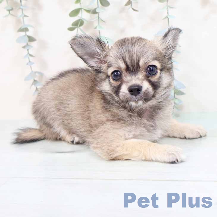 大阪府のチワワ(ロング) (ペットプラス 堺鉄砲町店/2026年2月9日生まれ/女の子/セーブル)の子犬