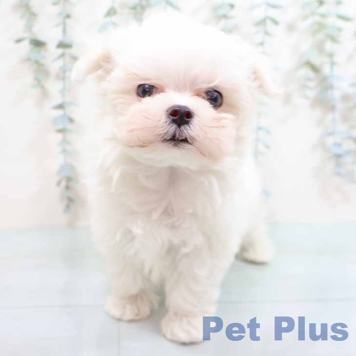 マルチーズの写真2