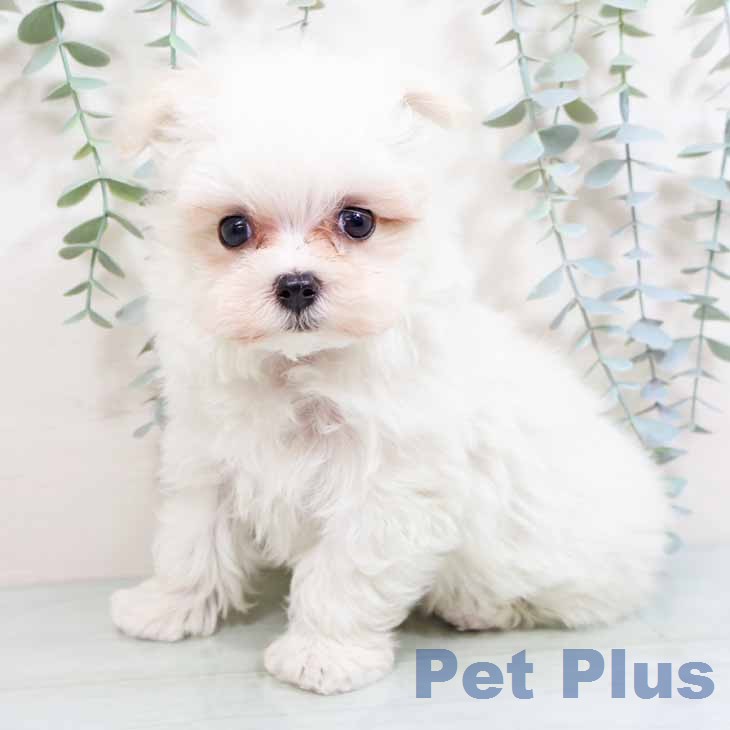 マルチーズの写真2