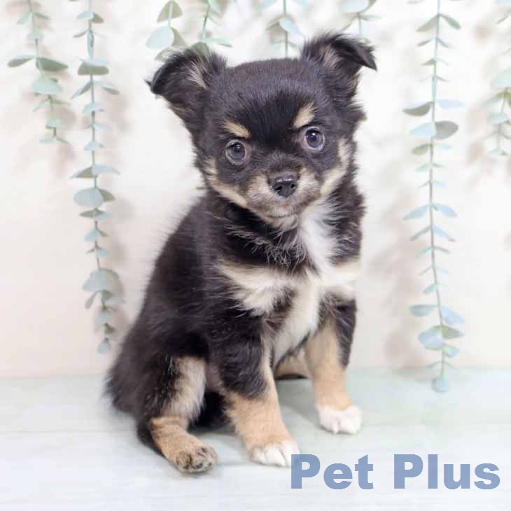 東京都のチワワ(ロング) (ペットプラス アクアシティお台場店/2026年2月9日生まれ/女の子/ブラッククリーム)の子犬