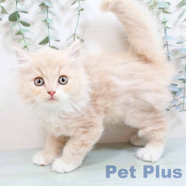 大阪府のラガマフィン (ペットプラス りんくう泉南店/2026年2月10日生まれ/男の子/クリームタビーホワイト)の子猫の2枚目の画像