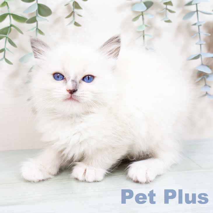 ラグドールの写真2