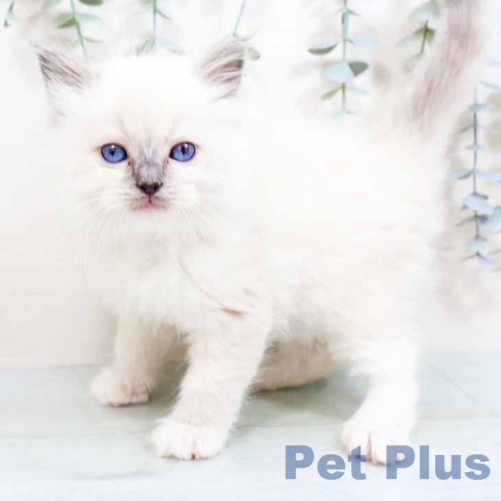 ラグドールの写真1