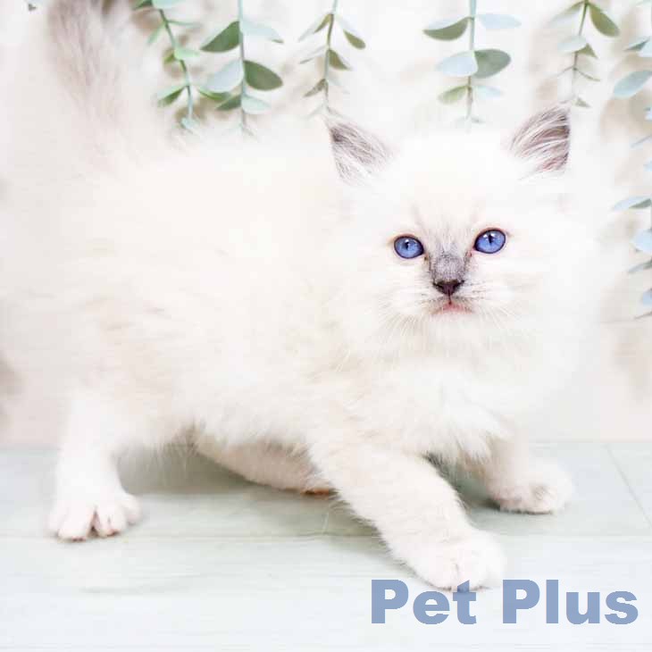 ラグドールの写真2