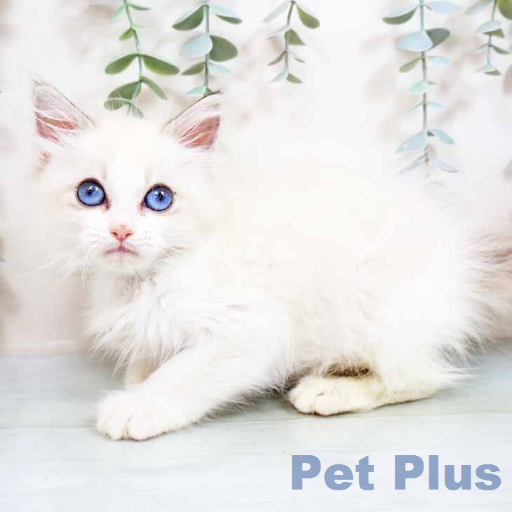 ラグドールの写真2