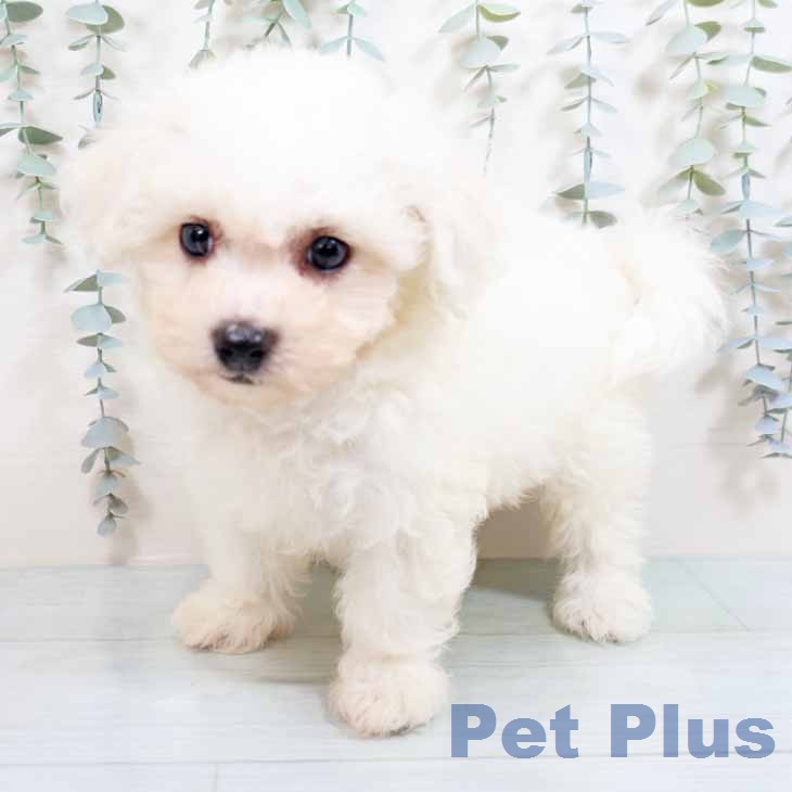 ビション・フリーゼの写真2