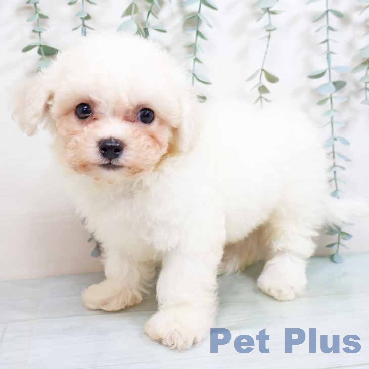 ビション・フリーゼ