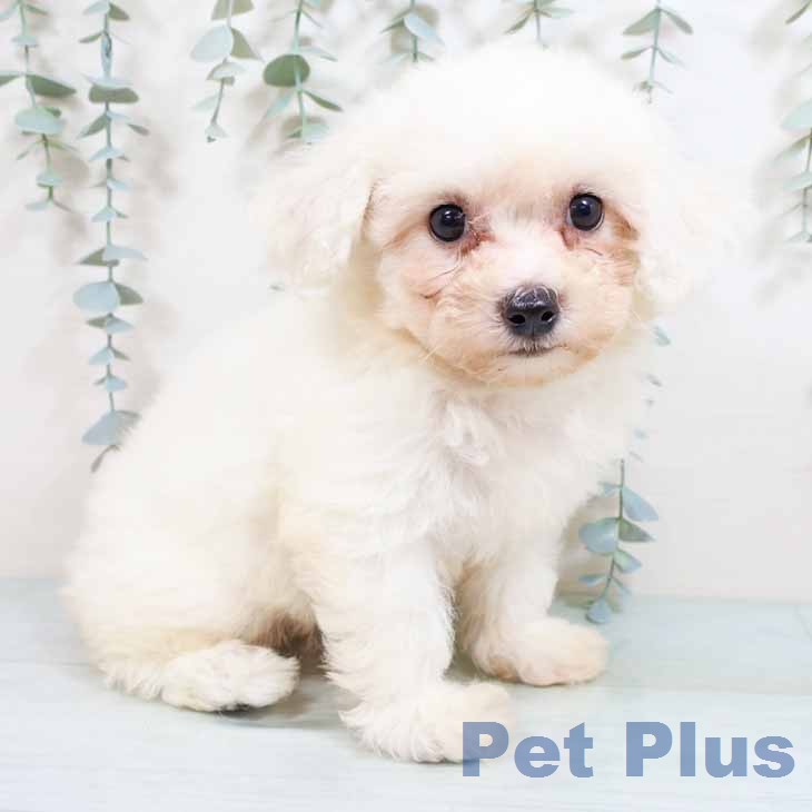 ビション・フリーゼ