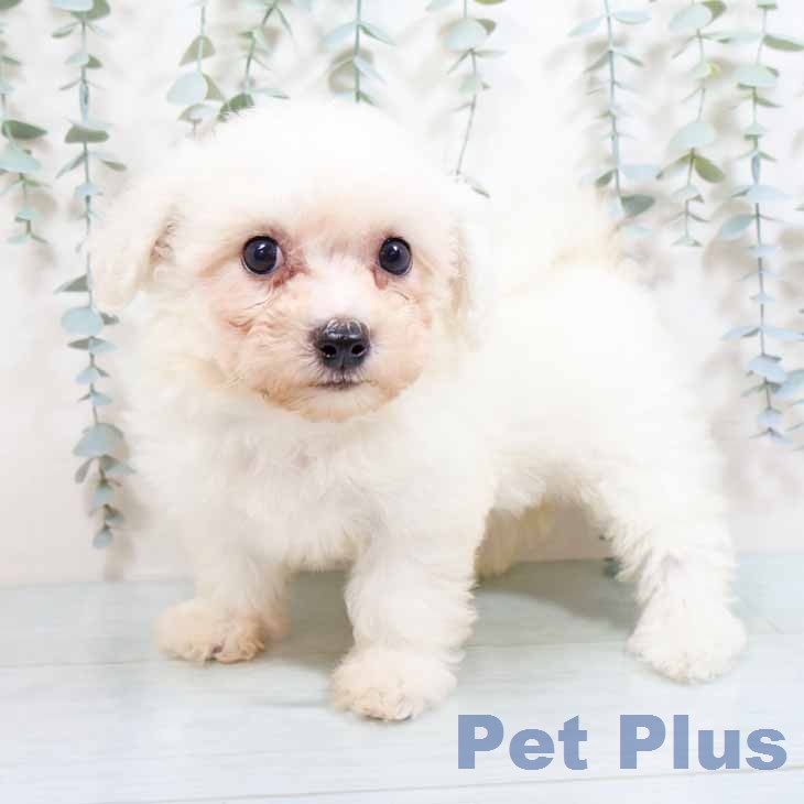 ビション・フリーゼ