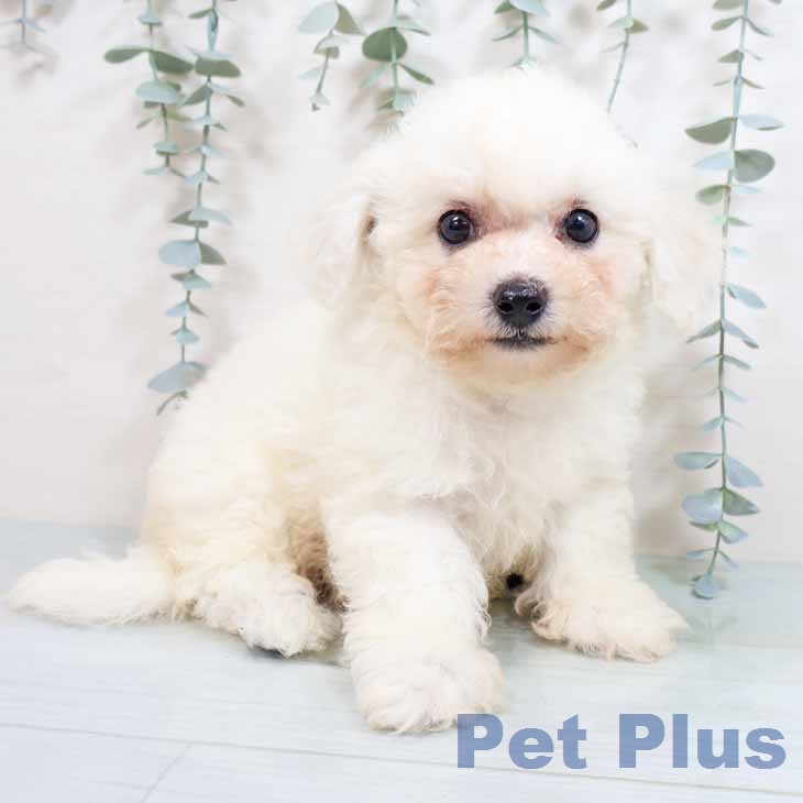 ビション・フリーゼの写真1