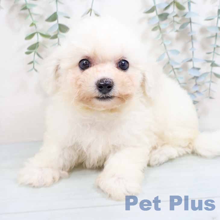 ビション・フリーゼの写真2