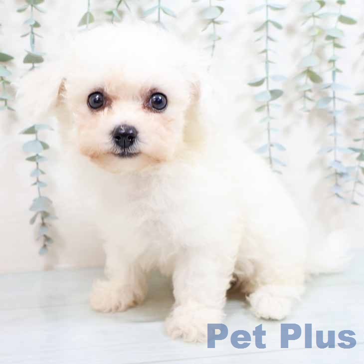 大阪府のビションフリーゼ (ペットプラス 四條畷店/2026年2月7日生まれ/女の子/ホワイト)の子犬の1枚目の画像