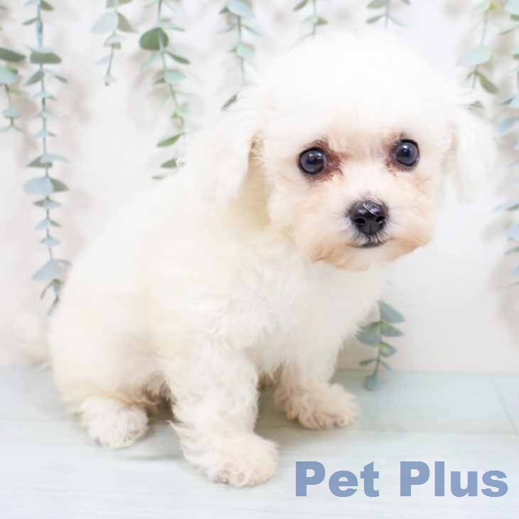 大阪府のビションフリーゼ (ペットプラス 四條畷店/2026年2月7日生まれ/女の子/ホワイト)の子犬の2枚目の画像