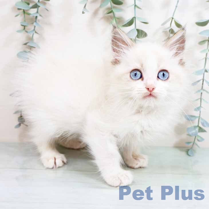 ラグドールの写真2